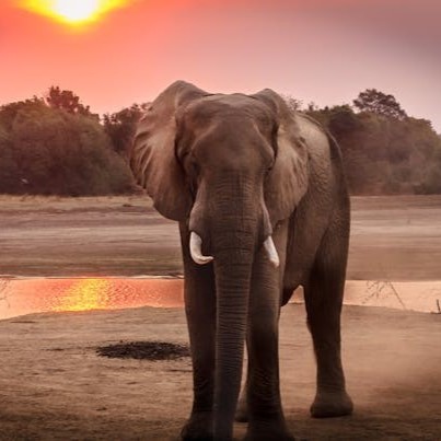 Private Big 5 Safari at Aquila